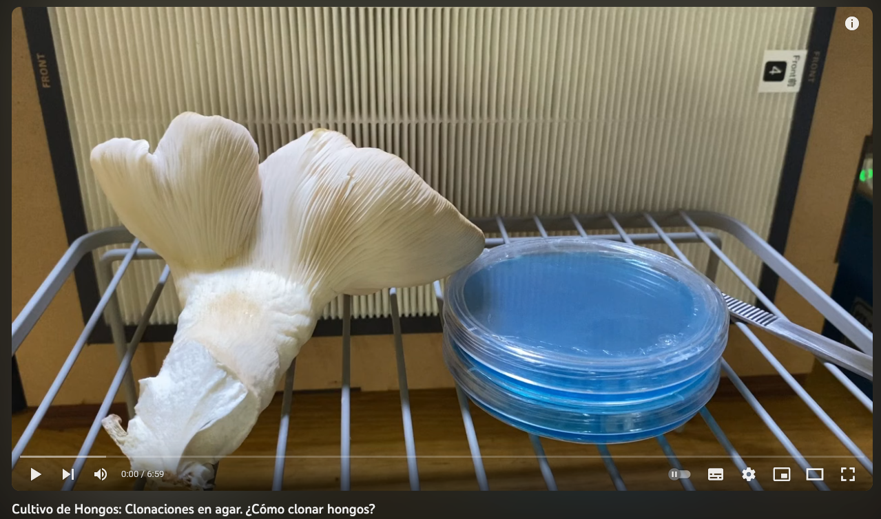 Cultivo de Hongos: Clonaciones en agar. ¿Cómo clonar hongos?